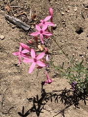 Ipomopsis aggregata bridgesii