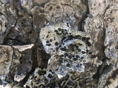 Lecanora circumborealis