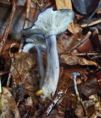 Calocybe cyanella