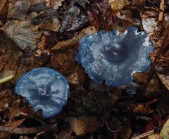 Calocybe cyanella