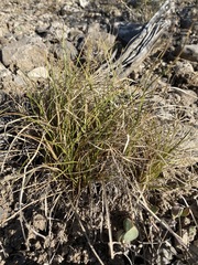 Carex rossii