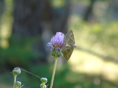 Gnophini