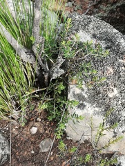 Agathosma foetidissima