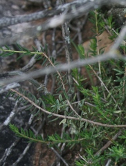 Agathosma foetidissima