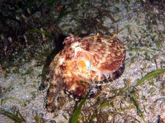 Amphioctopus marginatus