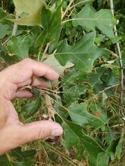 Zapatella quercusphellos