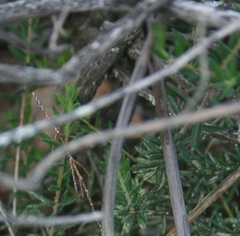 Agathosma foetidissima