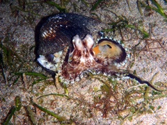 Amphioctopus marginatus