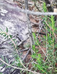 Agathosma foetidissima