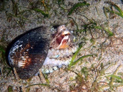 Amphioctopus marginatus