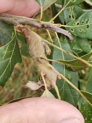 Zapatella quercusphellos