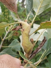 Zapatella quercusphellos