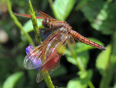 Neurothemis ramburii