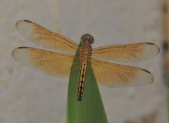 Neurothemis ramburii