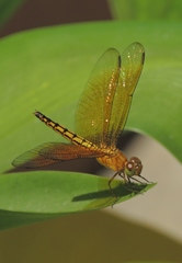 Neurothemis ramburii