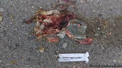 Ctenosaura similis similis