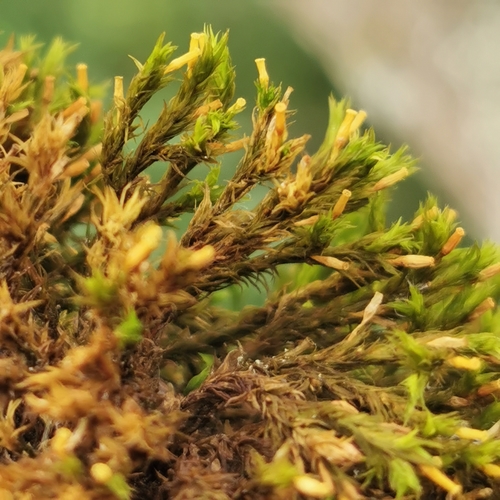 Wood Bristle-moss