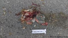 Ctenosaura similis similis