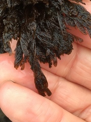 Microcladia borealis