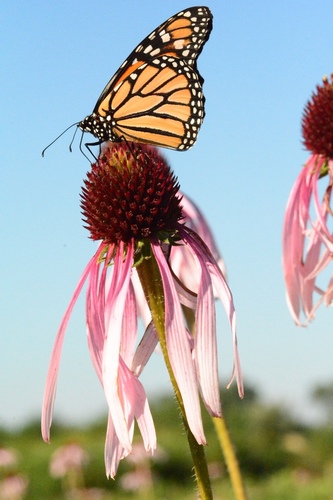 Echinacea pallida