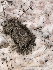Thomomys talpoides