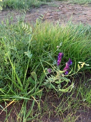 Vicia eriocarpa