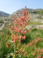 Rumex arifolius