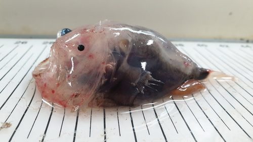 Soft leafvent angler (Haplophryne mollis) — Linophrynidae