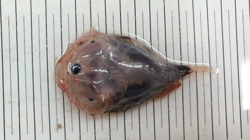 Soft leafvent angler (Haplophryne mollis) — Linophrynidae — 5