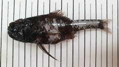 Poromitra megalops