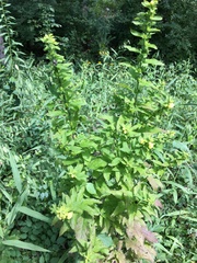 Dasistoma macrophylla