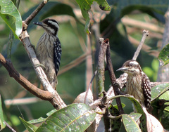 Yungipicus moluccensis