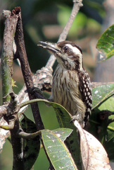 Yungipicus moluccensis