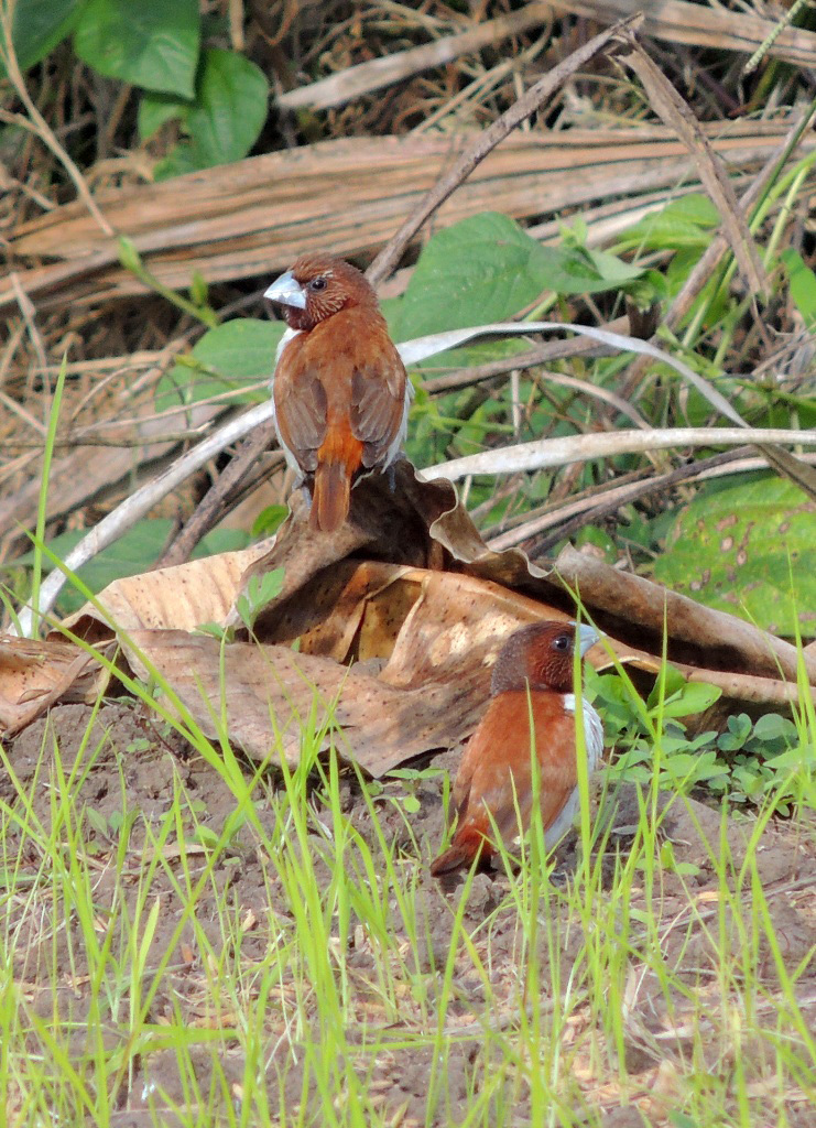 Five-Colored Munia