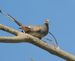 Geopelia maugeus