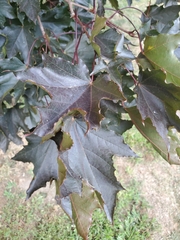 Acer platanoides
