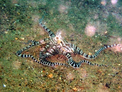 Thaumoctopus mimicus