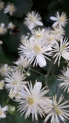 Clematis vitalba