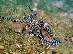 Thaumoctopus mimicus