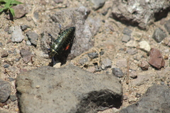 Lampetis auropunctata