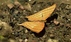 Marpesia harmonia