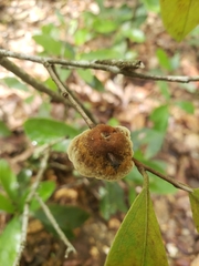 Phylloporia amplectens
