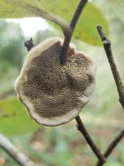 Phylloporia amplectens