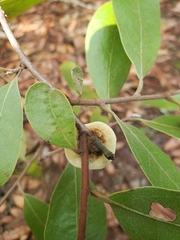 Phylloporia amplectens