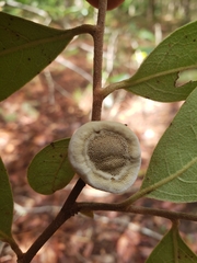 Phylloporia amplectens
