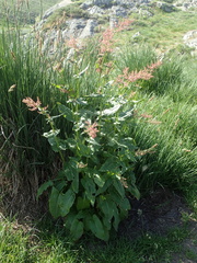 Rumex arifolius