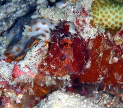 Amphioctopus siamensis