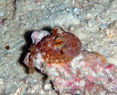 Amphioctopus siamensis