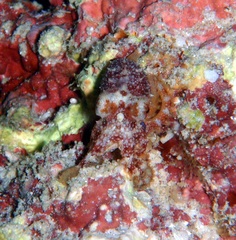 Amphioctopus siamensis
