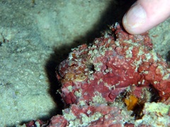 Amphioctopus siamensis